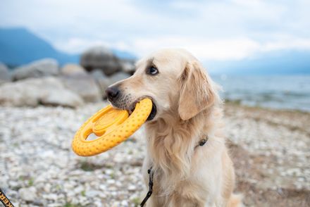 KIWI WALKER® Let's play! FRISBEE lietajúce a plávajúce frisbee modré